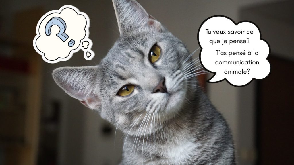 Savoir ce que pensent les animaux avec la communication animale