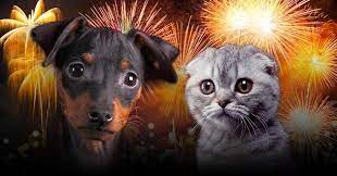 Un chien et un chat apeuré par les feux d'artifice