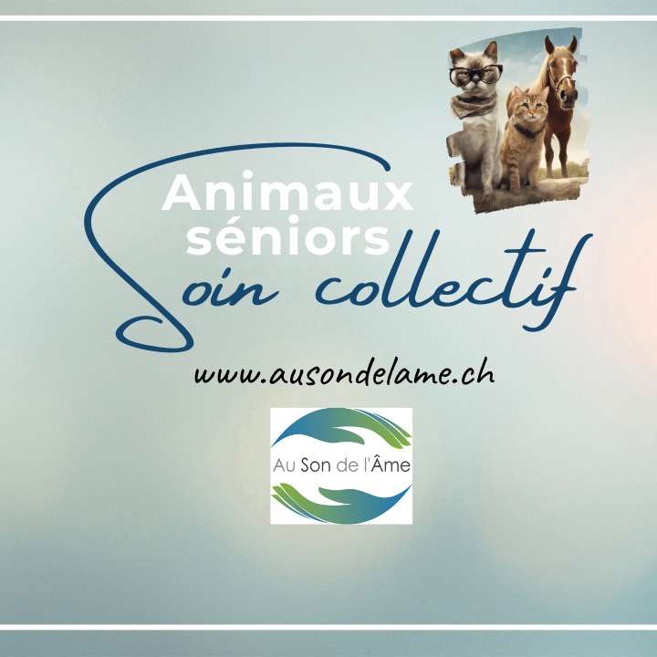soin énergétique collectif pour les animaux seniors : chien, chevaux, chats