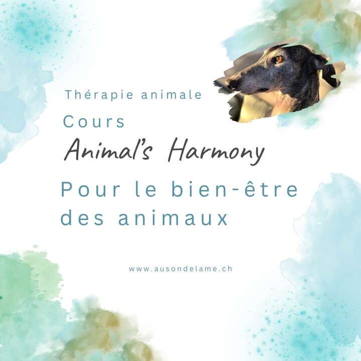Cours Animal's Harmony