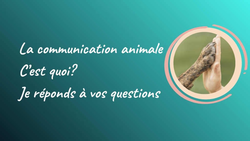 La communication animale c'est quoi