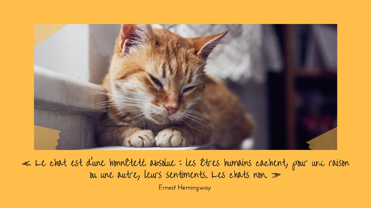 Le chat est toujours honnête