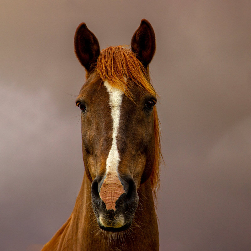 soin énergétique cheval