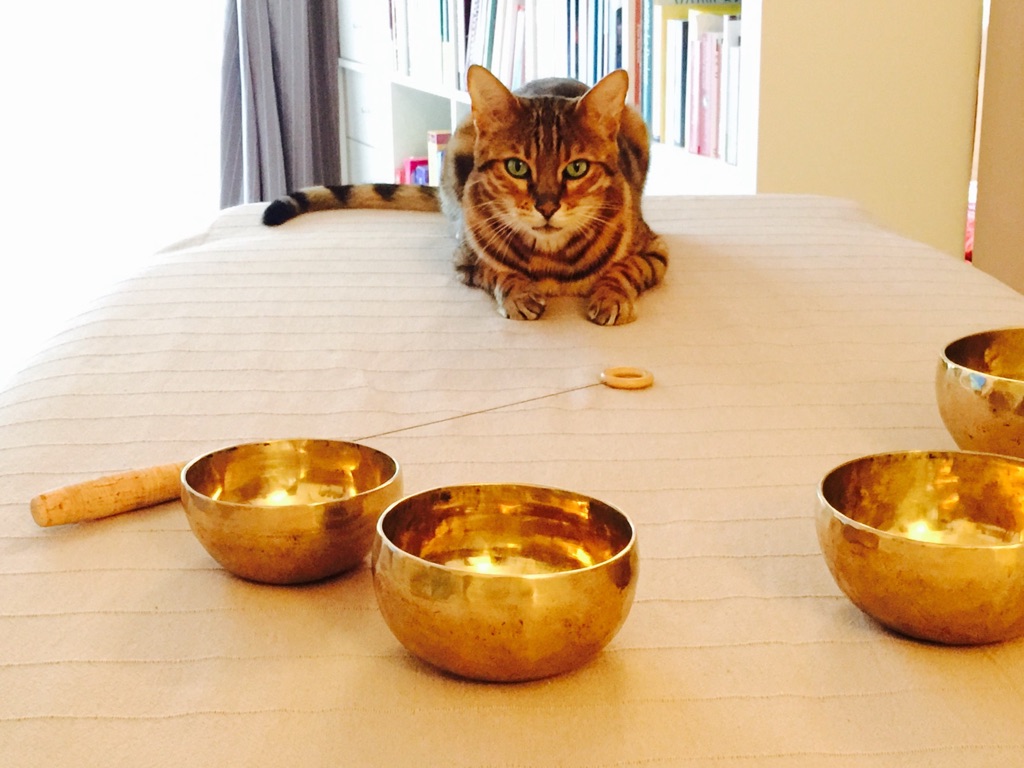 Mon chat décédé Kookaï