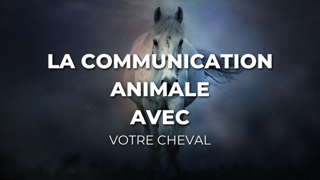 Communication animale avec votre cheval