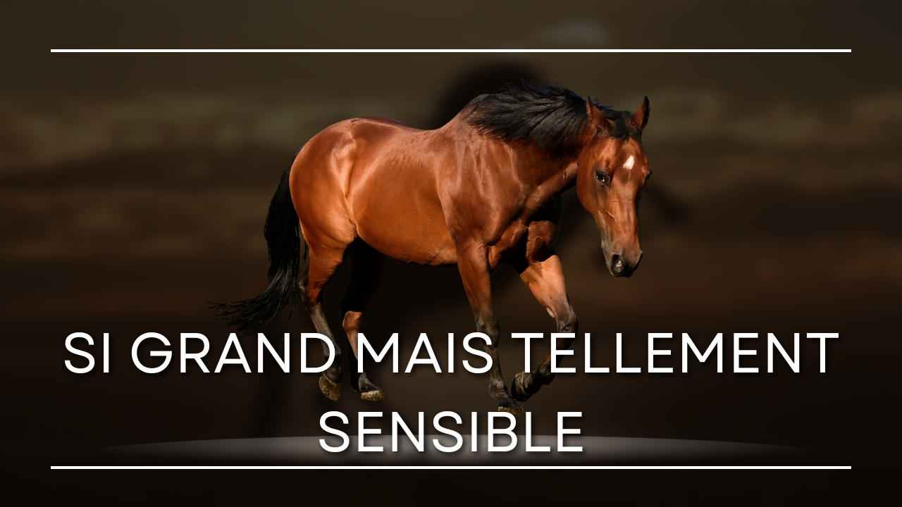 Le cheval, ce grand sensible