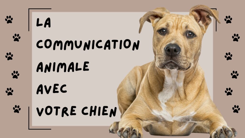 Communication animale avec votre chien