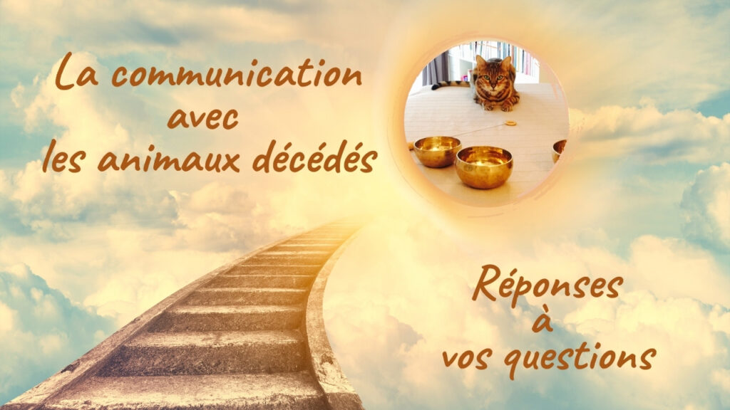 La communication animale avec les animaux décédés