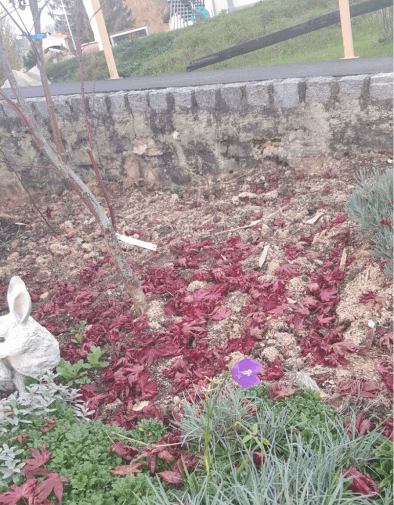 Les fleurs violettes vu durant la communication animale avec ce chat