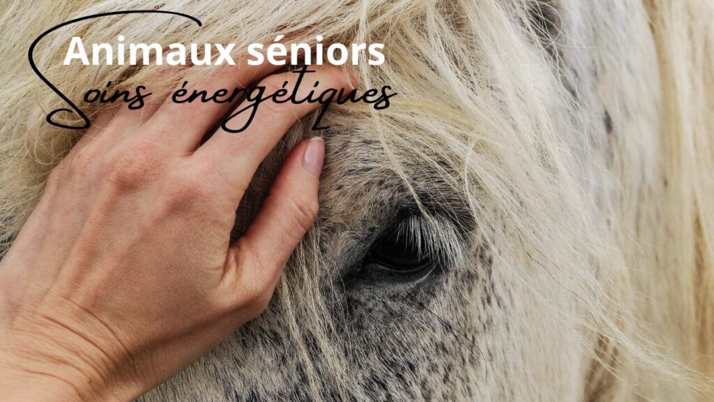 soin énergétique animaux âgéps