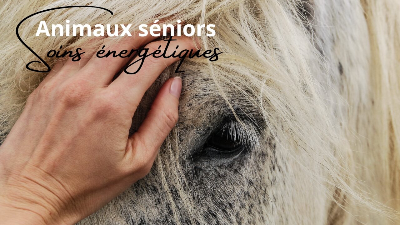 soin énergétique animaux âgéps