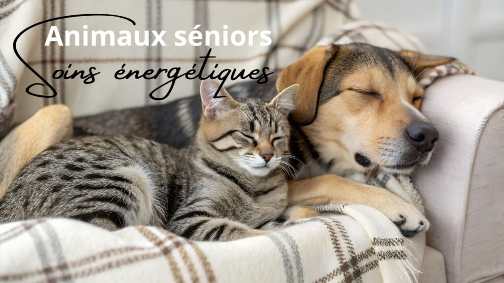 Soin énergétique pour les animaux séniors