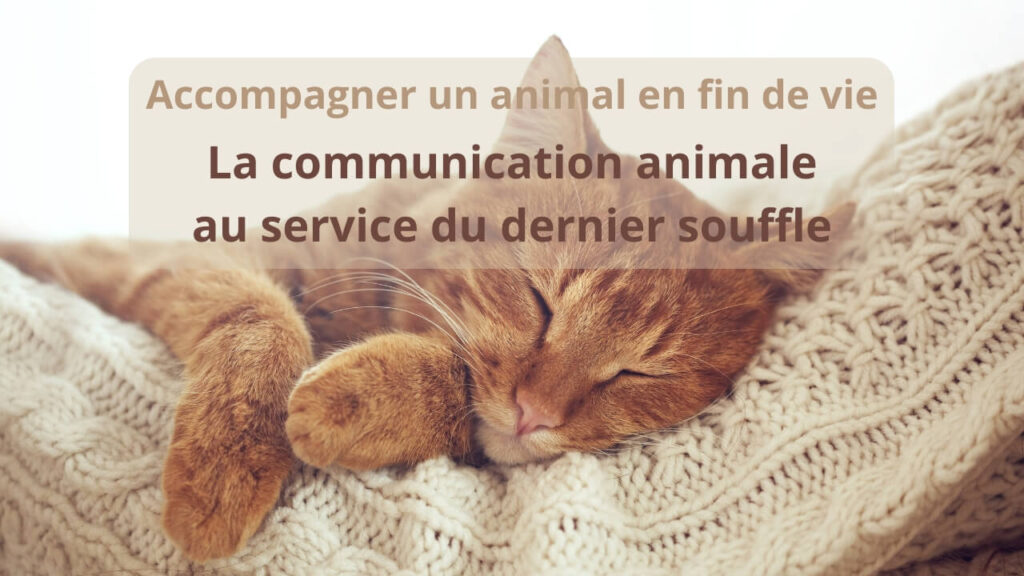 La communication animale pour accompagner les animaux en fin de vie