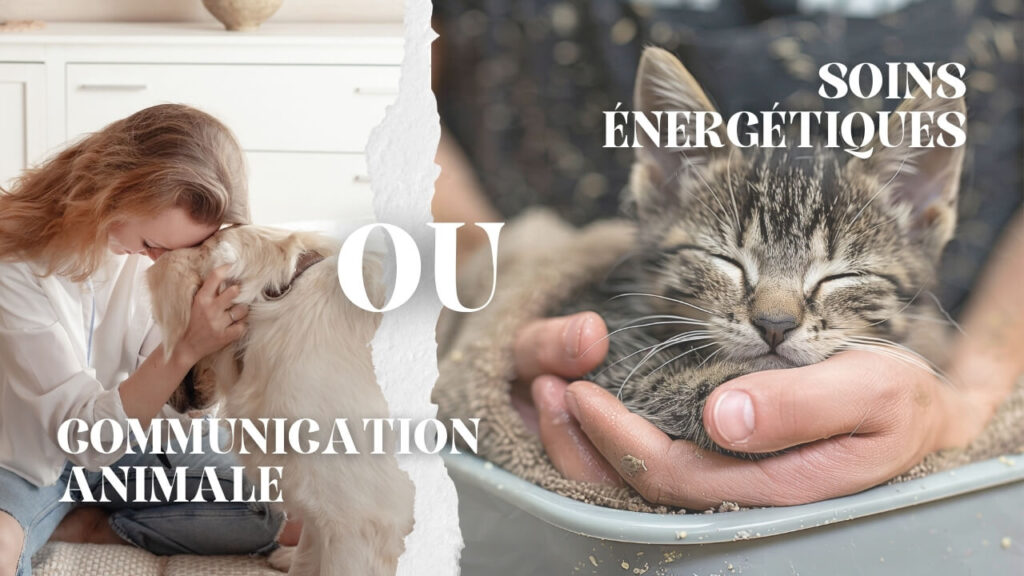 Communication animale ou soin énergétique comment choisir