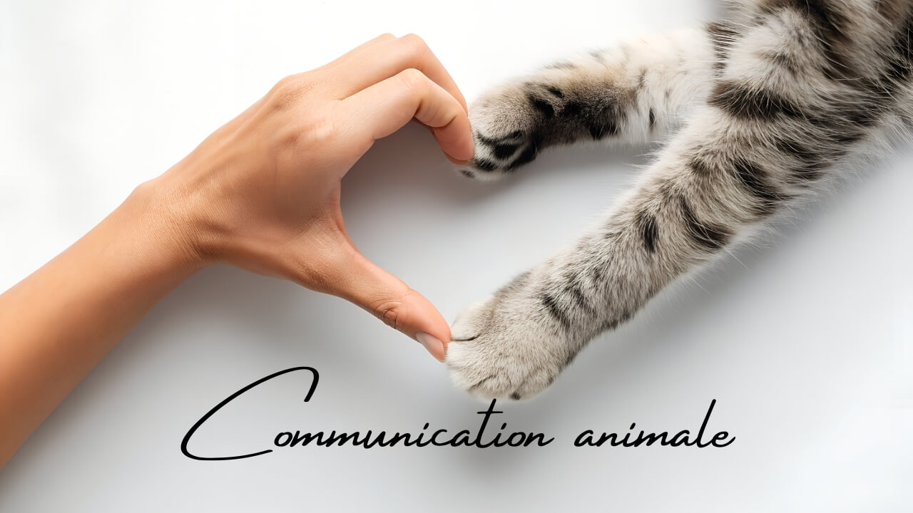 Communication animale entre un humain et un chat, symbolisée par un cœur formé par une main et des pattes