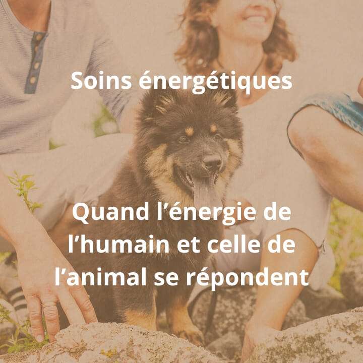 soins énergétiques - quand l'énergie de l'humain et de l'animal se répondent