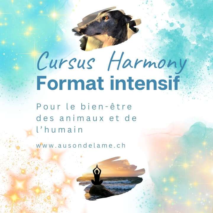 Format intensif du cursus Harmony