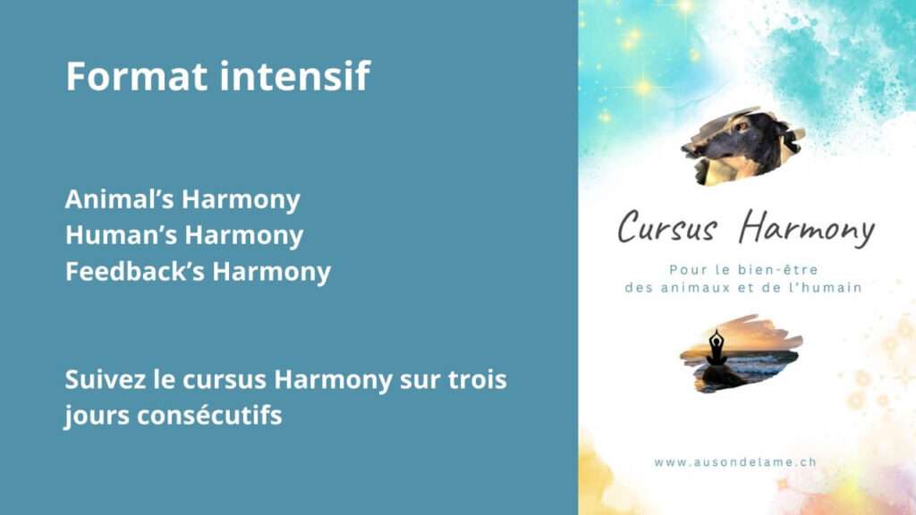 Format intensif du cursus Harmony, thérapie du lien humain-animal