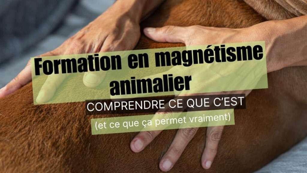 Formation en magnétisme animalier: mieux comprendre