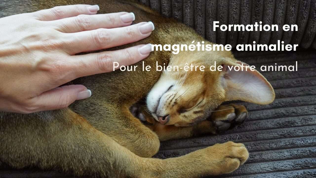 se former en magnétisme animalier