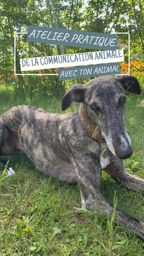 Atelier pratique de la communication animale