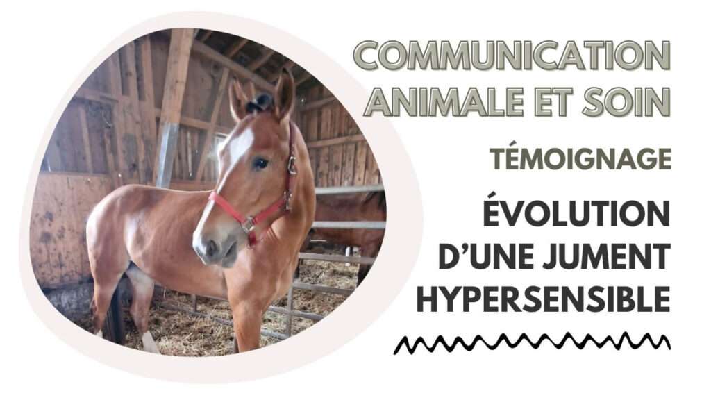 Témoignage communication animale et soin cheval