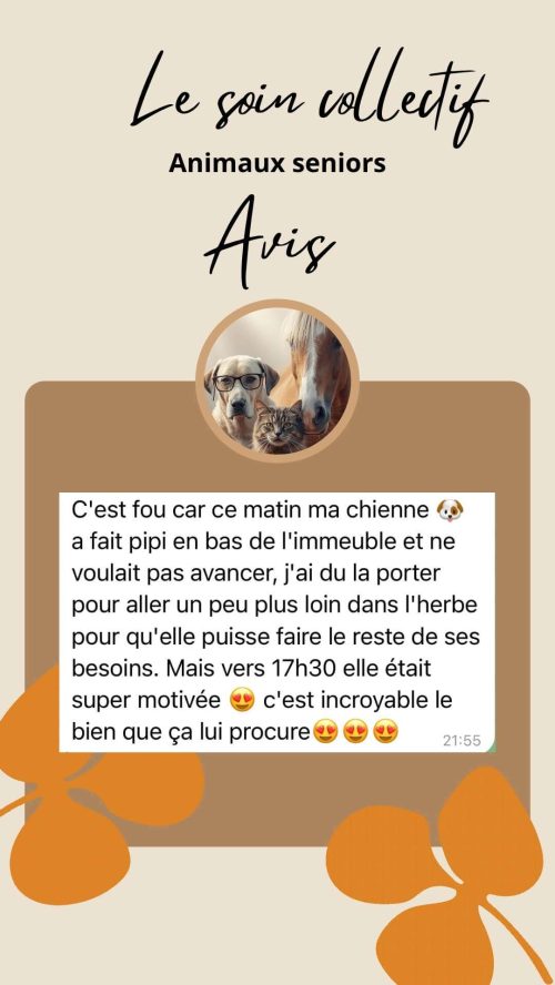Ce que vivent les animaux qui participent au soin collectif animaux séniors