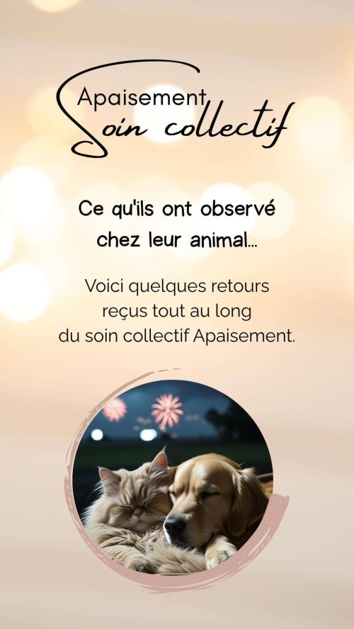 Retours spontanés sur le soin collectif Apaisement pour animaux