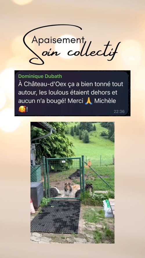 Témoignage d'un chien resté calme pendant un orage grâce au soin collectif Apaisement