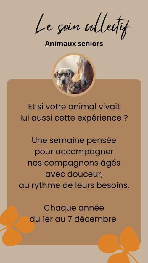 Une semaine pour prendre soin de vos animaux séniors en biorésonance